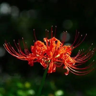 彼岸花头像女生唯美图片 彼岸花系列冷酷女孩