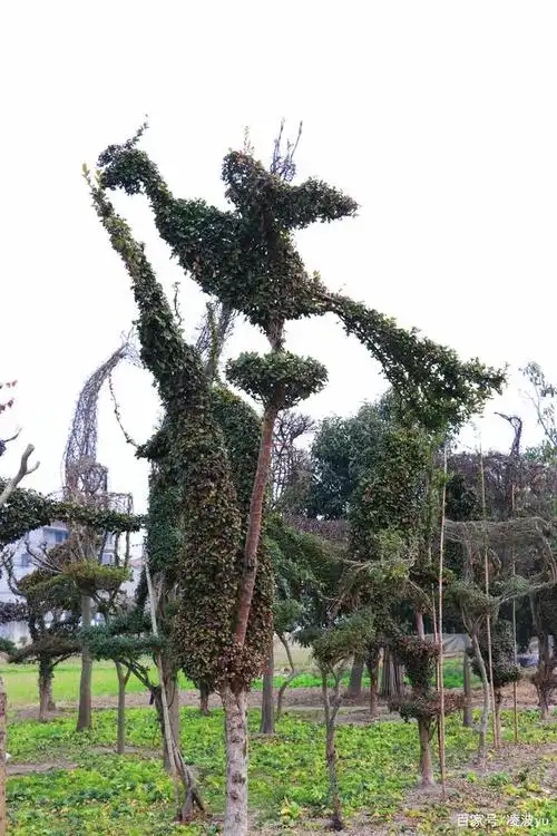 田里的每棵树都有造型,有老虎,人物,龙,凤皇,鸟,长颈鹿,花瓶等,似生龙