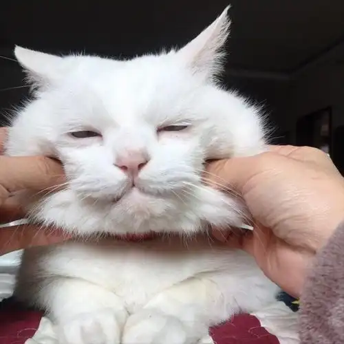 猫咪一般几个月发腮?