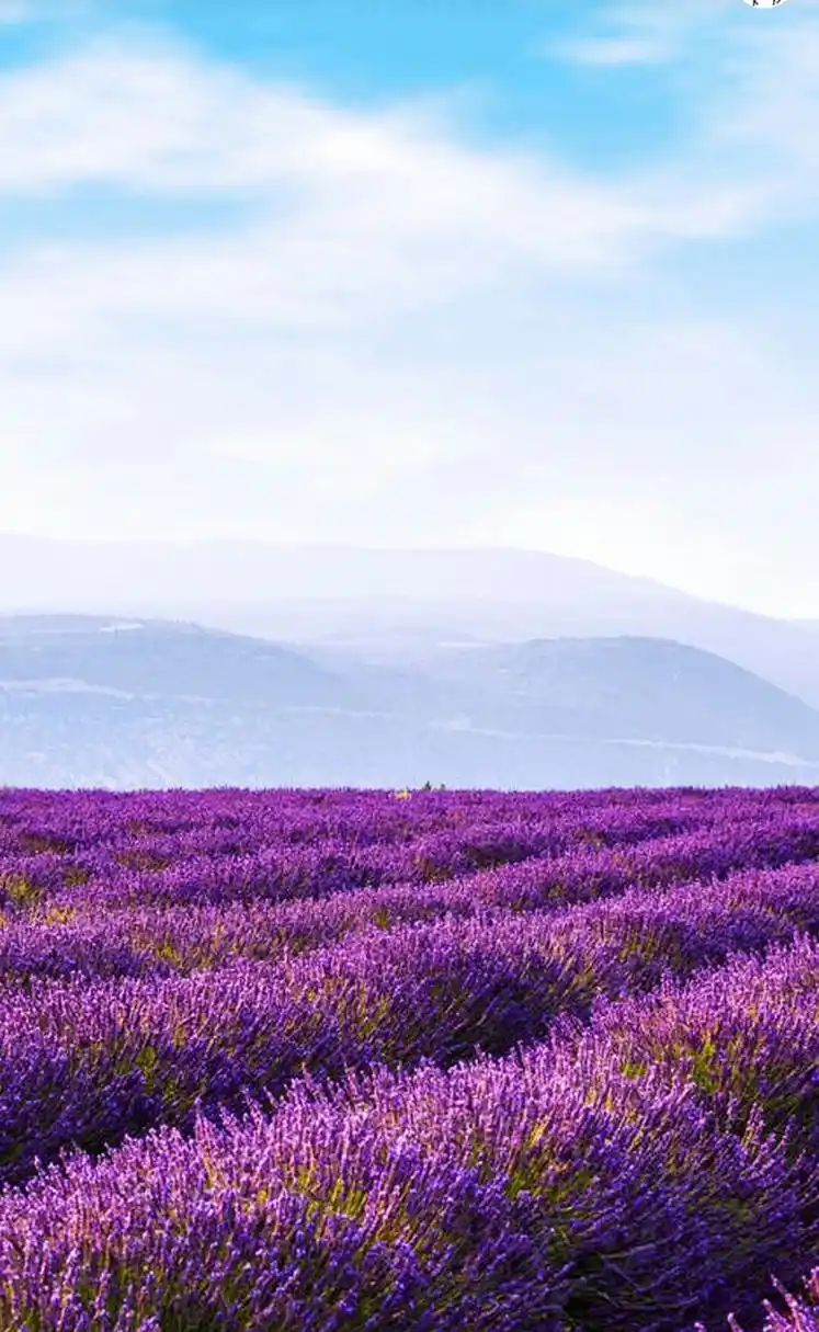 1,#吴亦凡案二审择期宣判# ,曾不服一审提起上诉!