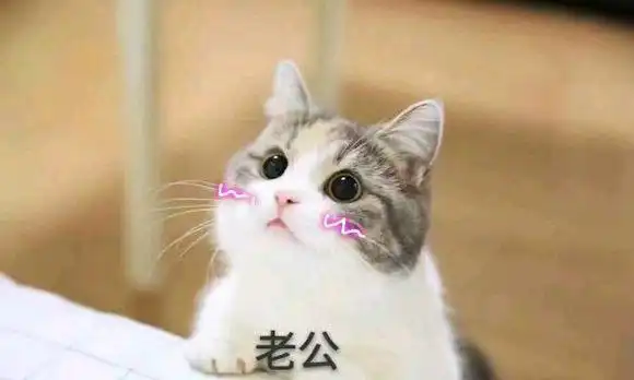 猫咪撒娇表情包没有男朋友的就不要点进来了