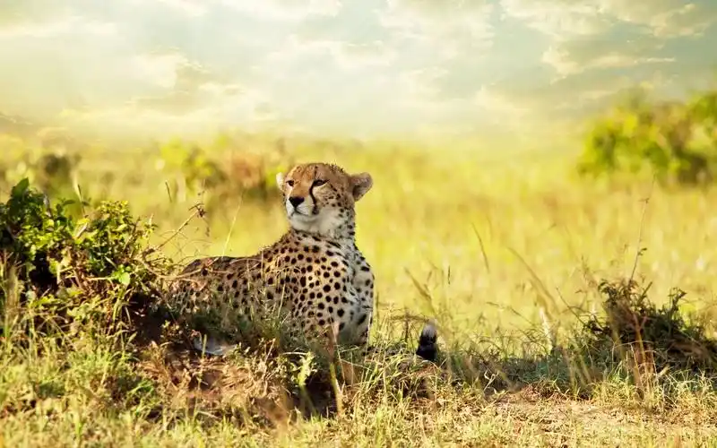free download cute animals wallpaper – cheetah savanna africa