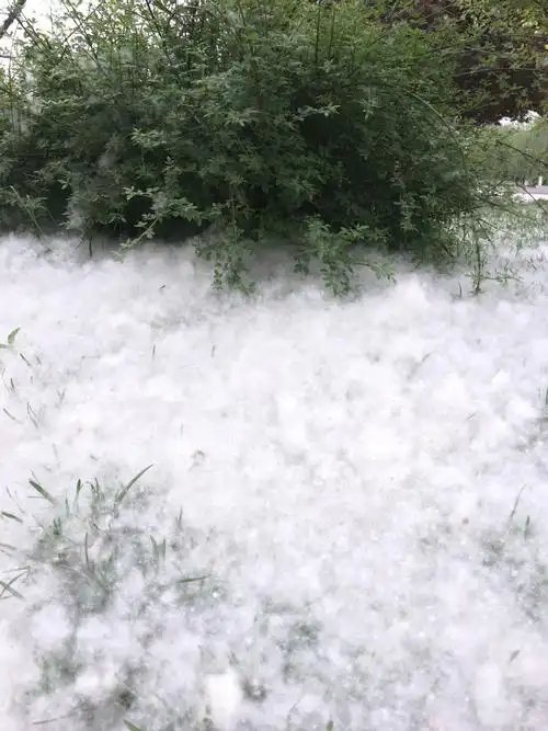 柳絮飘洒,四月飞雪 - 美篇