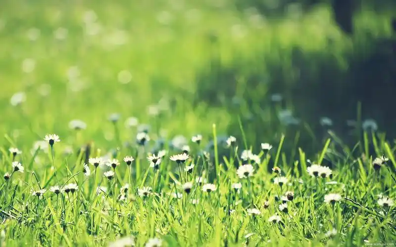 绿色背景,植物图片,小清新,绿色,植物,小清新,电脑壁纸,壁纸清新绿色