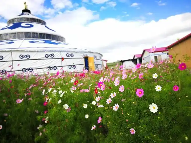 草原上的格桑花