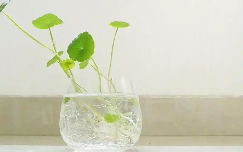 桌面背景图清新 桌面背景图小清新