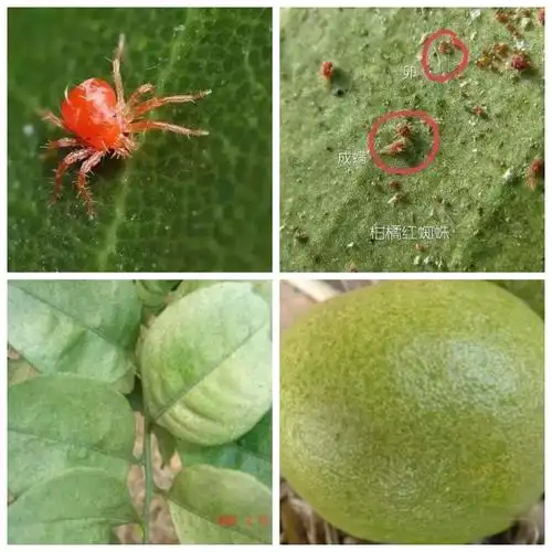 拼满/珠三剿 汰满—黄,白,红蜘蛛克星