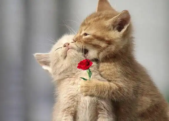 两只小猫的爱情故事