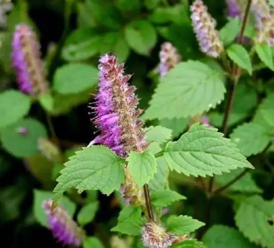 表,利水消肿,和中化湿香薷为唇形科植物石香薷,江香薷的干燥地上部分