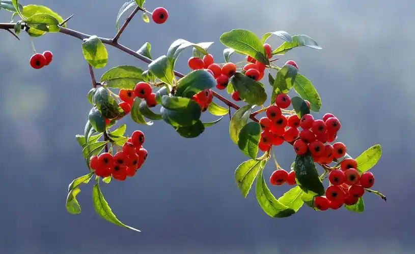 什么时间挖老桩火棘最好,火棘的病虫害及其防治方法 - 花卉种植 - 四
