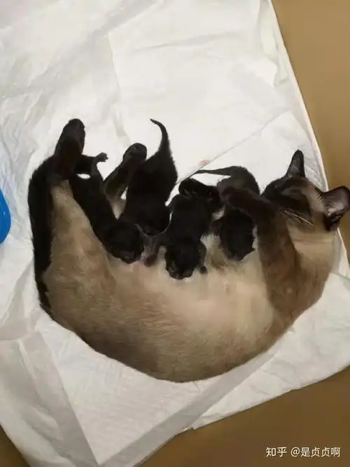 暹罗猫和英短交配能生出纯黑色的小猫吗? - 知乎