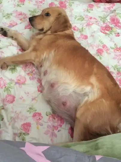 金毛怀孕都62天了怎么还不下狗狗呢?也没有奶水,mm倒是很大的