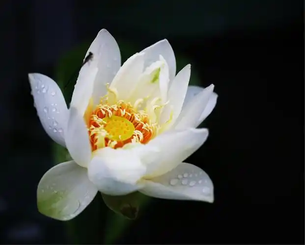 妙乐长老的莲花诗～微妙香洁莲九品,花开见佛悟无生