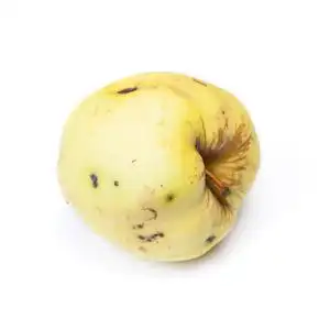 老腐烂的苹果在白色隔绝的背景, 不健康吃照片