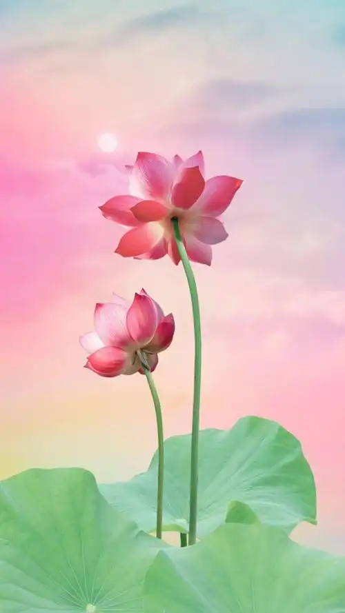 才能邂逅最美的自己,才能邂逅最美的风景和人生 荷花 心如莲花 好运