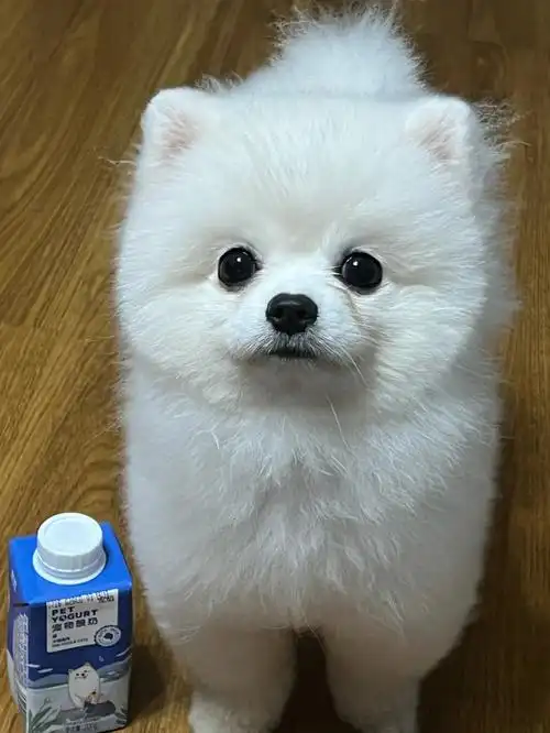 拌点酸奶能把碗05干净哆哆只要一吃零食就流眼泪,平时就只有煮点