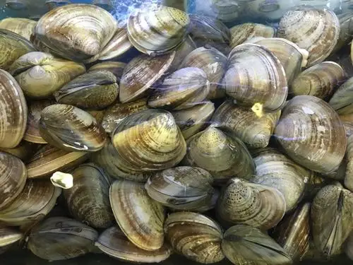 鲜活文蛤蛤蜊青蛾白仔酒店供应上海江浙沪皖直达全国空运