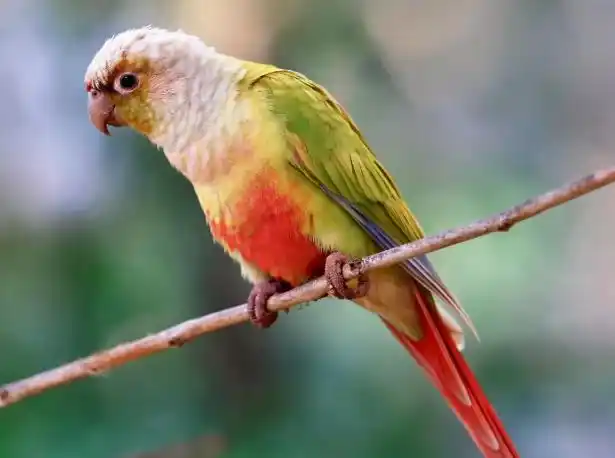 适合家养会说话的鹦鹉有哪些?