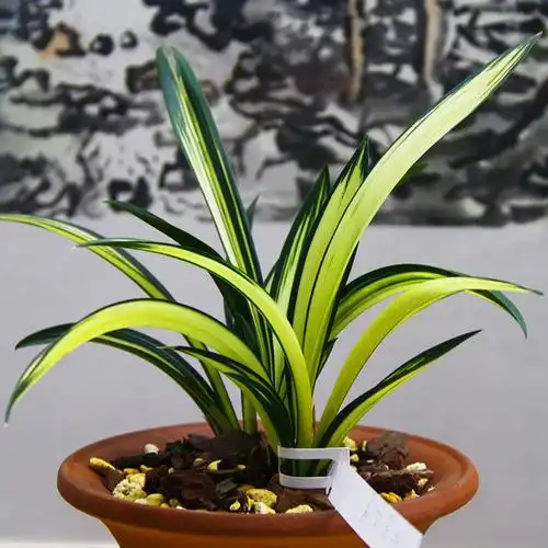 兰花苗中透 黄金达摩 墨兰矮种金边盆栽高档线艺好养兰草 - 购吧网