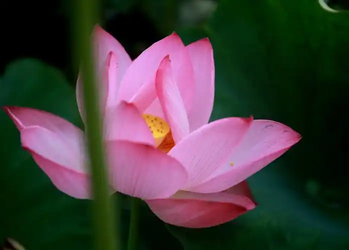 一木一浮生,一草一天堂,一叶一如来,一砂一极乐,一方一净土,一笑一