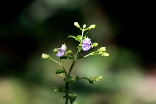 香茶菜唇形科香茶菜属