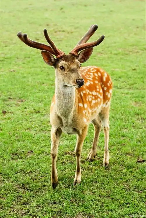 c57,辛丑第二篇,梅花鹿来给大家拜年了:呦呦鹿鸣,食野之苹