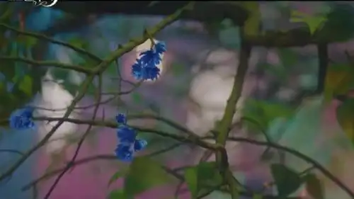 《德鲁纳酒店》月龄树开花,张满月将消失?公主和延宇今生甜虐