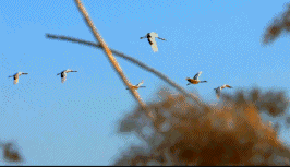 266_153gif 动态图 动图