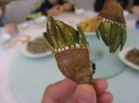 它叫"观音手", 调阳补虚,疏肝理气, 现在有钱也买不到