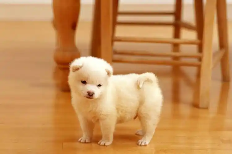 纯白色背景易烊千玺黑色修身西装照高清壁纸4k