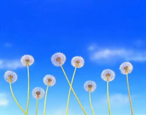 花朵,鲜花,蓝色,白色,白云,蓝天,天空,天,花苞,花蕊,晴朗,飘拂,晴空