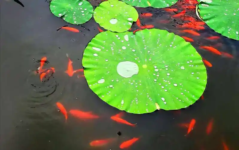 鱼戏荷叶鸭戏水