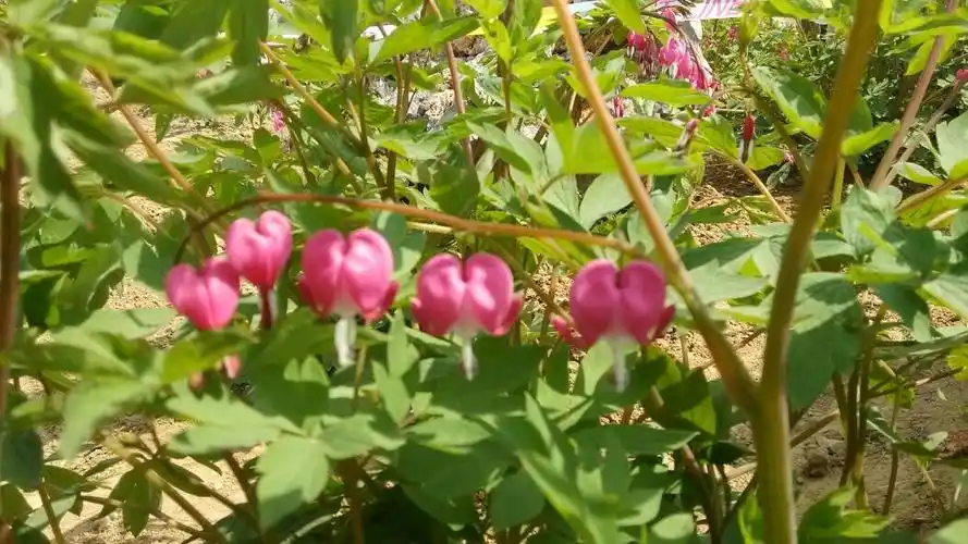 这是什么花?很漂亮