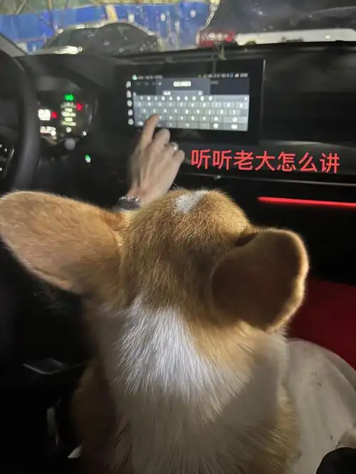 柯基没见过会开车的柯基吧