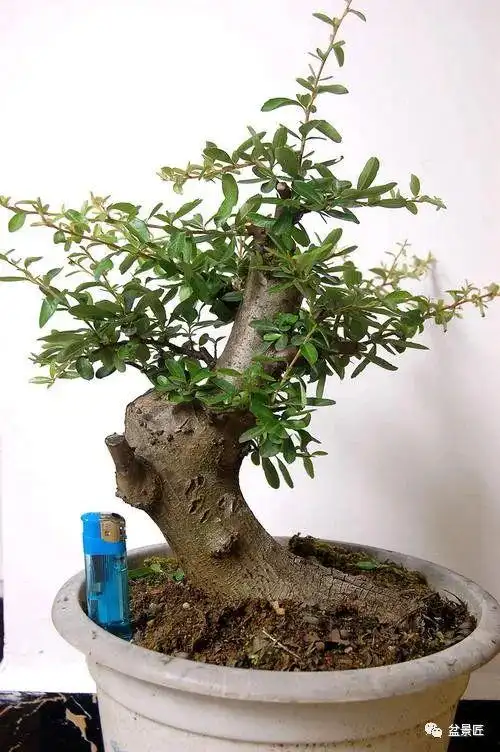 拿到好的火棘树桩这样处理盆景才出彩