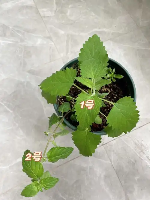 有没有薄荷大神看看这是什么品种