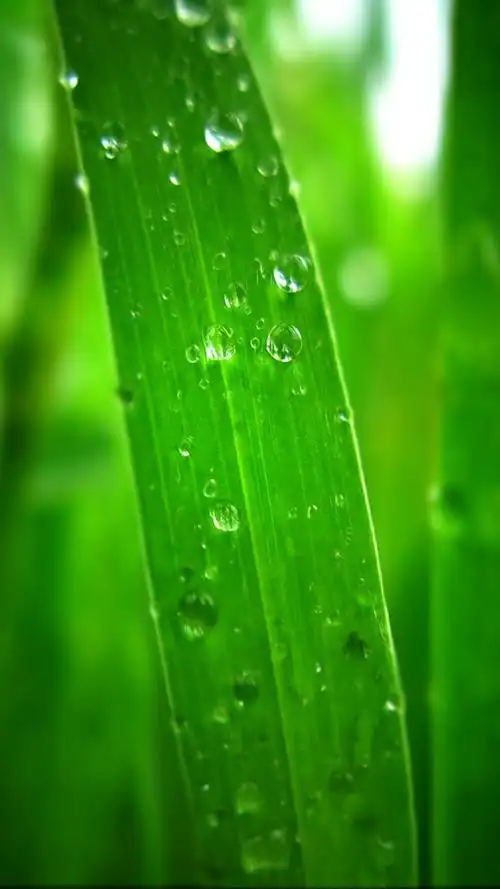 小清新绿色护眼,绿色,小清新,护眼,手机壁纸,锁屏图片-壁纸族