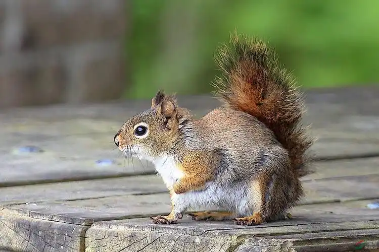 我喜欢小动物的萌态,在加拿大旅游途中偶遇.