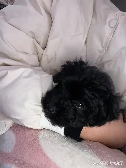 15090买来的黑泰迪串串 55天了