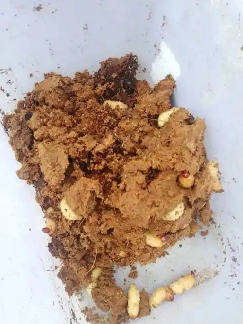 崇左人注意这种虫子不能再养殖已有养殖户被查