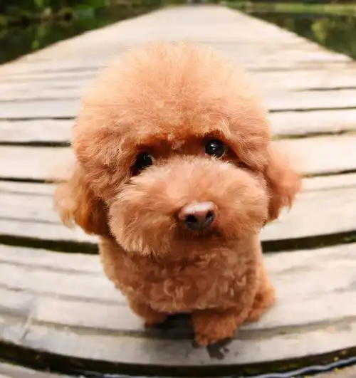 一旦犯错,被主人揪出来,它就开始卖萌,耍赖,装无辜,企图用可爱来迷惑