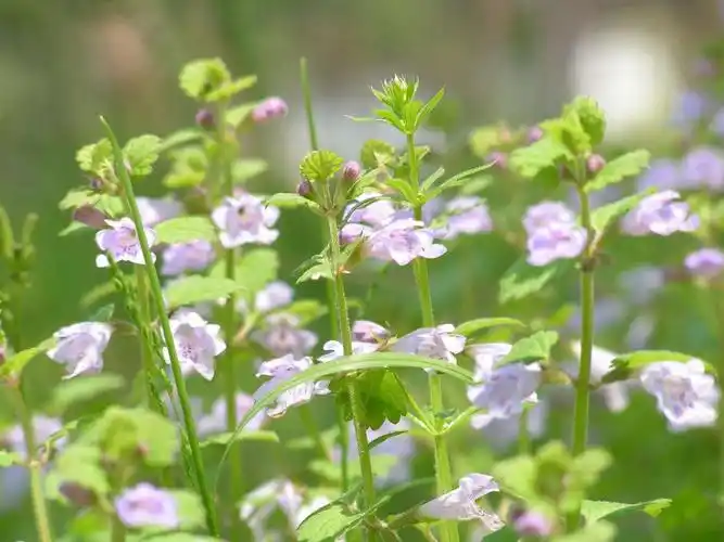 活血丹图片 活血丹草本植物图片 野菜图片