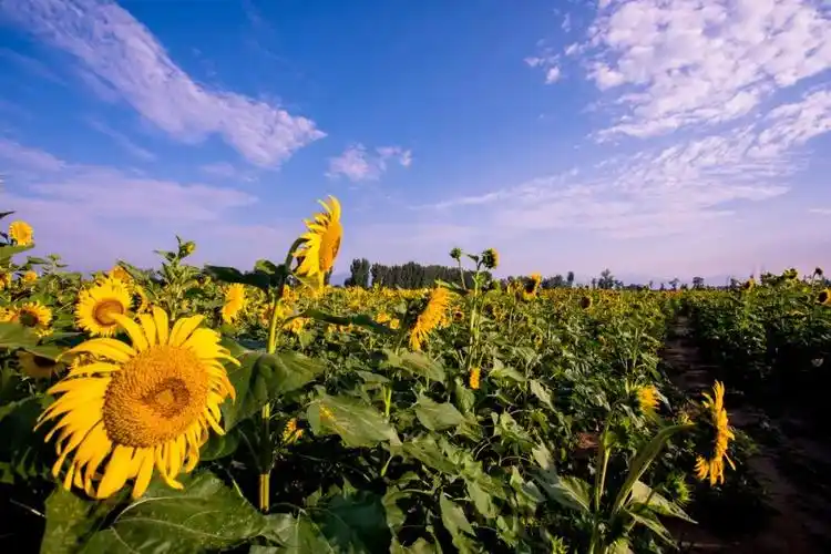 美翻,怀柔千亩花田,等你去打卡!