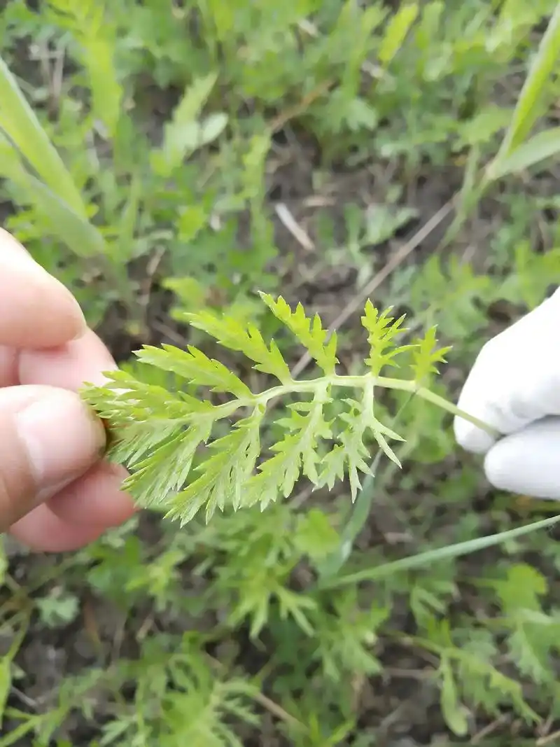 黄花菜,蛇床草,野豌豆,生石花,合掌消,天门冬,地 - 抖音