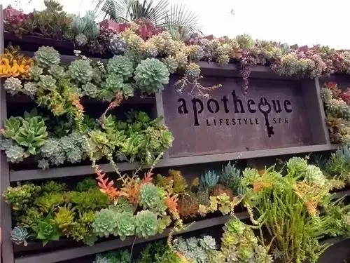 千变万化的多肉植物景观满足你的花园梦想