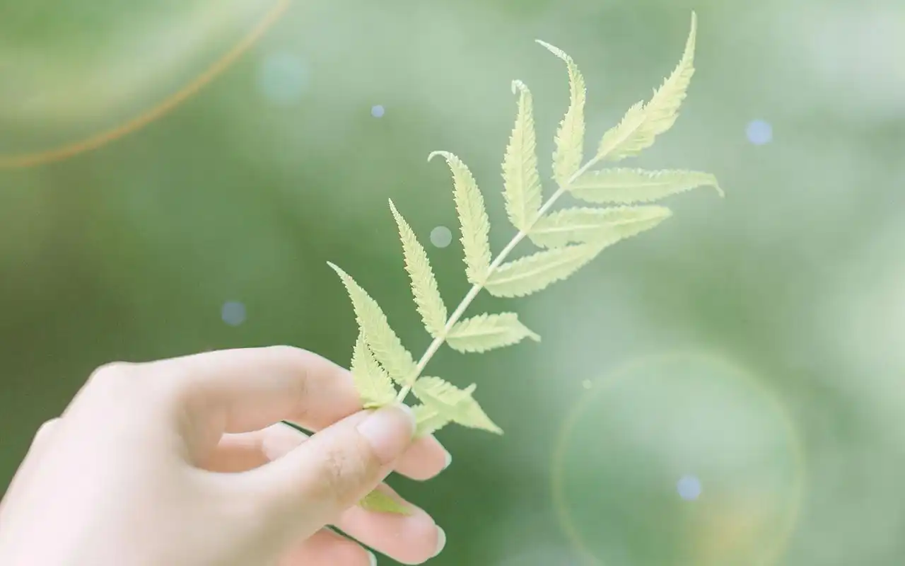 小清新简单唯美高清图片桌面壁纸