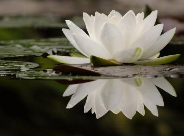 莲花是佛教的圣物,观音菩萨为何坐在莲花上?佛教里有何特殊意义