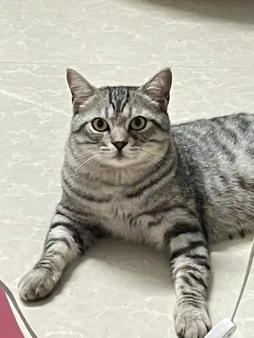 一年前领养的修猫咪92身为一只小公猫,很嗲很粘人,同时也很爱咬人