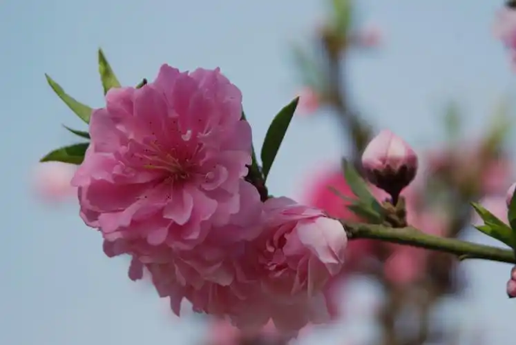 【图片6】四月桃花开--蜂鸟论坛照片套图