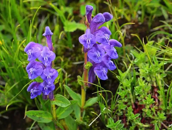 日干乔湿地之康定鼠尾草(二)